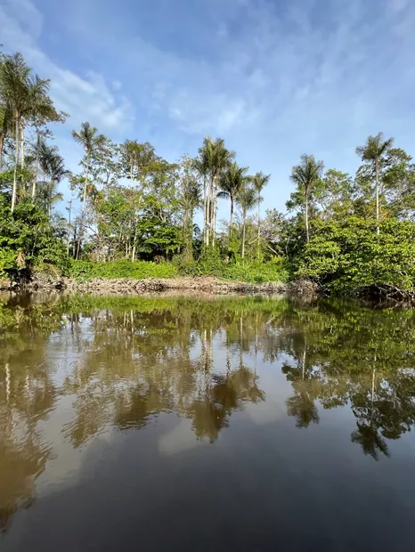 Palmeras reflejadas en el agua quieta de una laguna