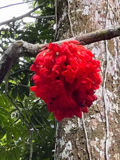 Racimo de flores rojas de la selva