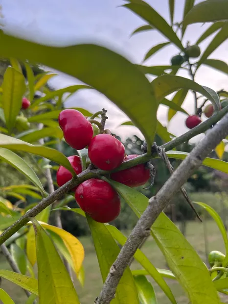 Racimo de fruto rojo silvestre junto al río