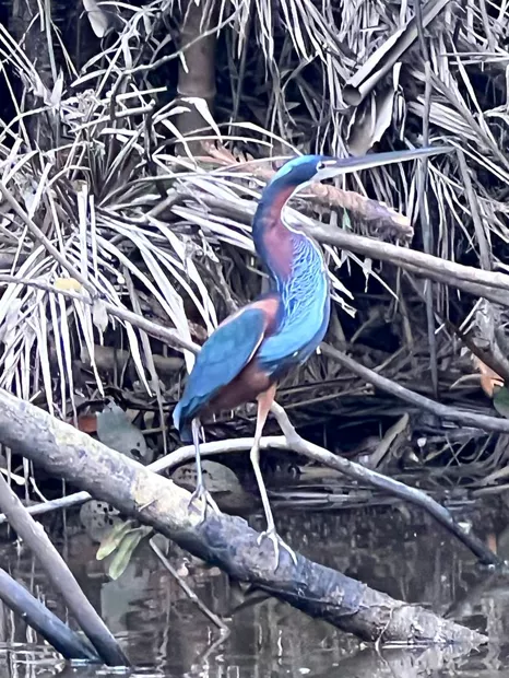 Garza azul posada sobre una rama entre hojas de palma