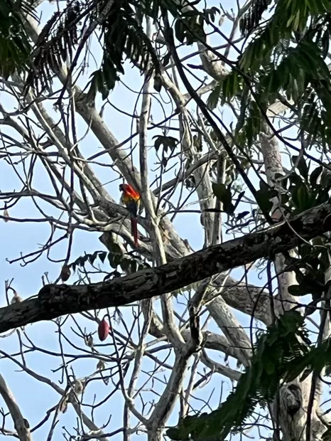 Guacamayo rojo posado en una rama seca del dosel