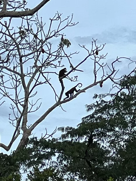 Dos monos trepando por un árbol sin hojas frente al cielo